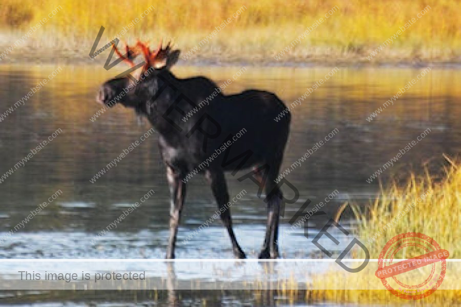 Moose 2